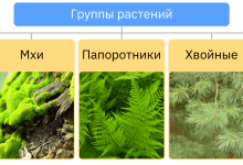 Photo of Разнообразие растительного мира