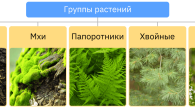 Photo of Разнообразие растительного мира